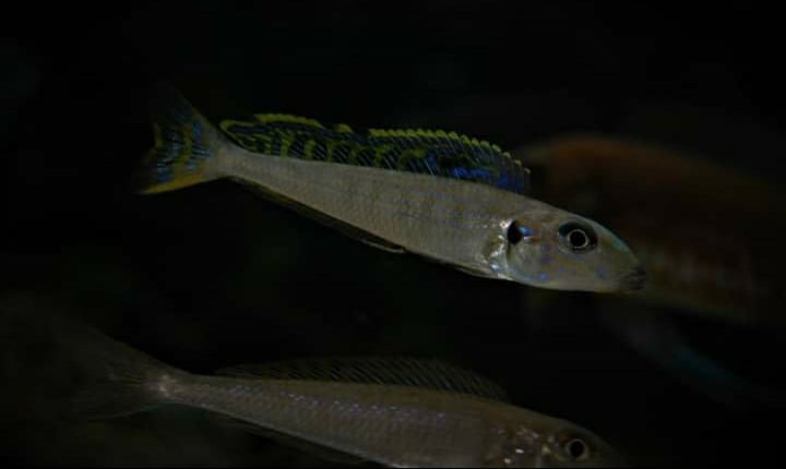 Enantiopus melanogenys 'Kipili'